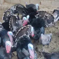 بوقلمون برنز نر و ماده|حیوانات مزرعه|اندیمشک, |دیوار