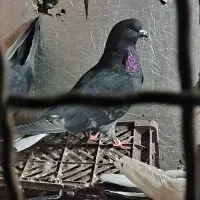 کبوتر|حراج|بانه, |دیوار