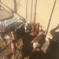 خروس و بوقلمون