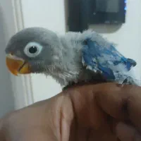 کوتوله دستی