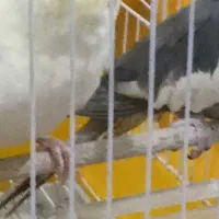 یه جفت عروس هلندی یکی کاملاً دستی با قفس|پرنده|تاکستان, |دیوار