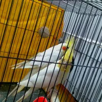 عروس هلندی جفت