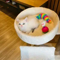 گربه خاص چشم آبی بلوپوینت|گربه|چالوس, |دیوار