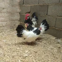 جوجه مرغ و خروس لاکنولدر ویاندوت و برهما بلک متلد