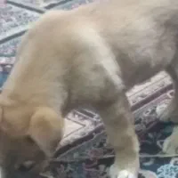 دوعدد توله سگ