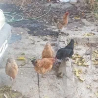 ۵ تا مرغ تخم گذار محلی|حیوانات مزرعه|ویسیان, |دیوار