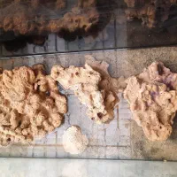 آکواریوم ۳۳۶لیتر|ماهی|پردیس, فاز ۸|دیوار