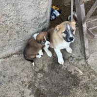 چوپان میخوام در علی اباد کتول