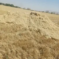 کاه