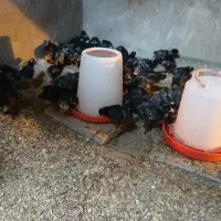 جوجه آمروک نژاد گوشتی و تخمگذار