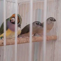 فنچ گلدین جوان و بالغ