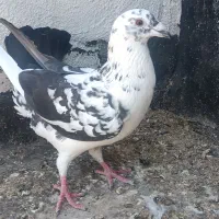 ماده سینه سفید