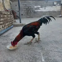 خروس لاری