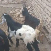 بزغاله نر|حیوانات مزرعه|قم, باجک یک|دیوار