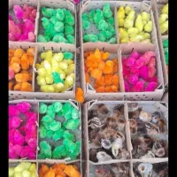 . انواع جوجه لهستانی.گلین.سلطان