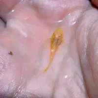 ماهی آکواریوم|ماهی|تبریز, |دیوار