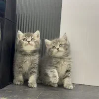 گربه بریتیش بلو گلد صورت خرسی