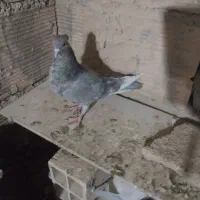 کبوتر سرخ ماده|پرنده|شاهرود, |دیوار