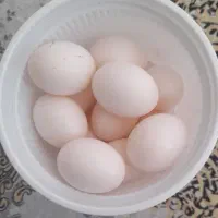 تخم کبوتر