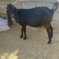 بز نژدی فروشیه|حیوانات مزرعه|اندیکا, |دیوار
