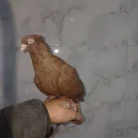 یجفت ماده ابادانی