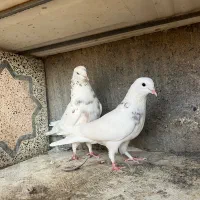 فروش چند جفت پا جفتی