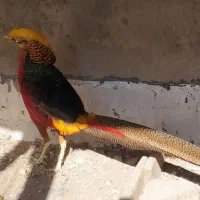 مرغ وخروس زینتی