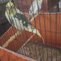 عروس ..