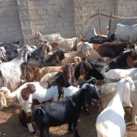 کهره چاق نروماده|حیوانات مزرعه|کنار تخته و کمار, |دیوار