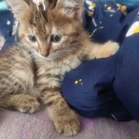 گربه حمایتی