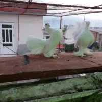 انواع‌دم‌چتری‌های‌زیبا‌واصیل|پرنده|بندر ترکمن, |دیوار