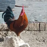فروش مرغ و خروس و اردک|حیوانات مزرعه|فولادشهر, زاینده رود|دیوار