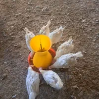 مرغ تخم گذار