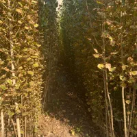 نهالستان صنوبر