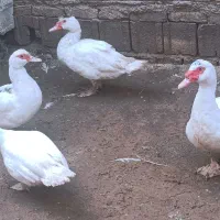 فروش اردک اسراییلی روسی|حیوانات مزرعه|سورک, |دیوار