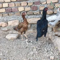 مرغ و خروس لاری اصیل