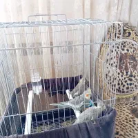 فروش سه عدد عروس هلندی