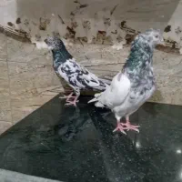 کبوتر پاکستانی تیدی پرشی|پرنده|تهران, آهنگ|دیوار