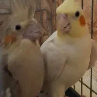 عروس هلندی بسیار زیبا