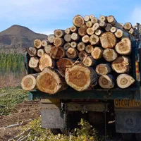 خرید چوب درخت قلمه، دام آغاجی ضایعات در باغ و حیاط|خدمات باغبانی و درختکاری|خوی, |دیوار