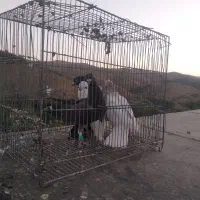 ۳ تا نر پرشی دیوانه