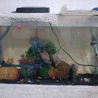 اکواریوم بزرگ با وسایل