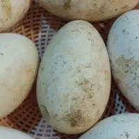 تخم غاز  شرط نطفه