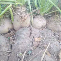 فروش چغندر سفید