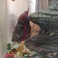 ماهی فلاور|ماهی|اصفهان, شهرک میلاد|دیوار