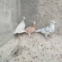 کفترپلاکی|پرنده|شیراز, گویم|دیوار