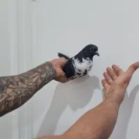 چند عدد کفتر پرشی