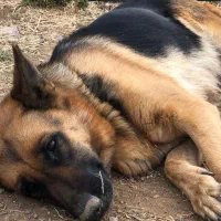 توله ژرمن شپرد پدر وارداتی با کیفیت نر و ماده|سگ|آبیک, |دیوار