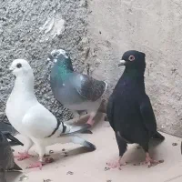 کبوتر فروشی فقط باهم|پرنده|خورموج, |دیوار