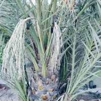 نخل برحی|گل و گیاه طبیعی|بندر امام خمینی, |دیوار